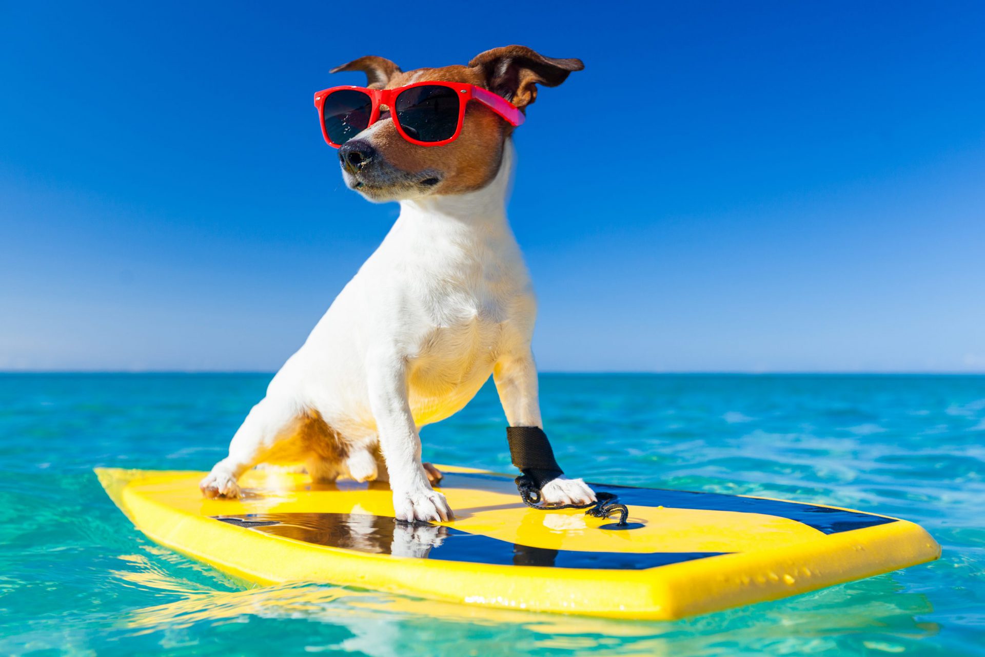 jack russe dog surfing on a surfboard wearing sunglasses  at the ocean shore, very cool